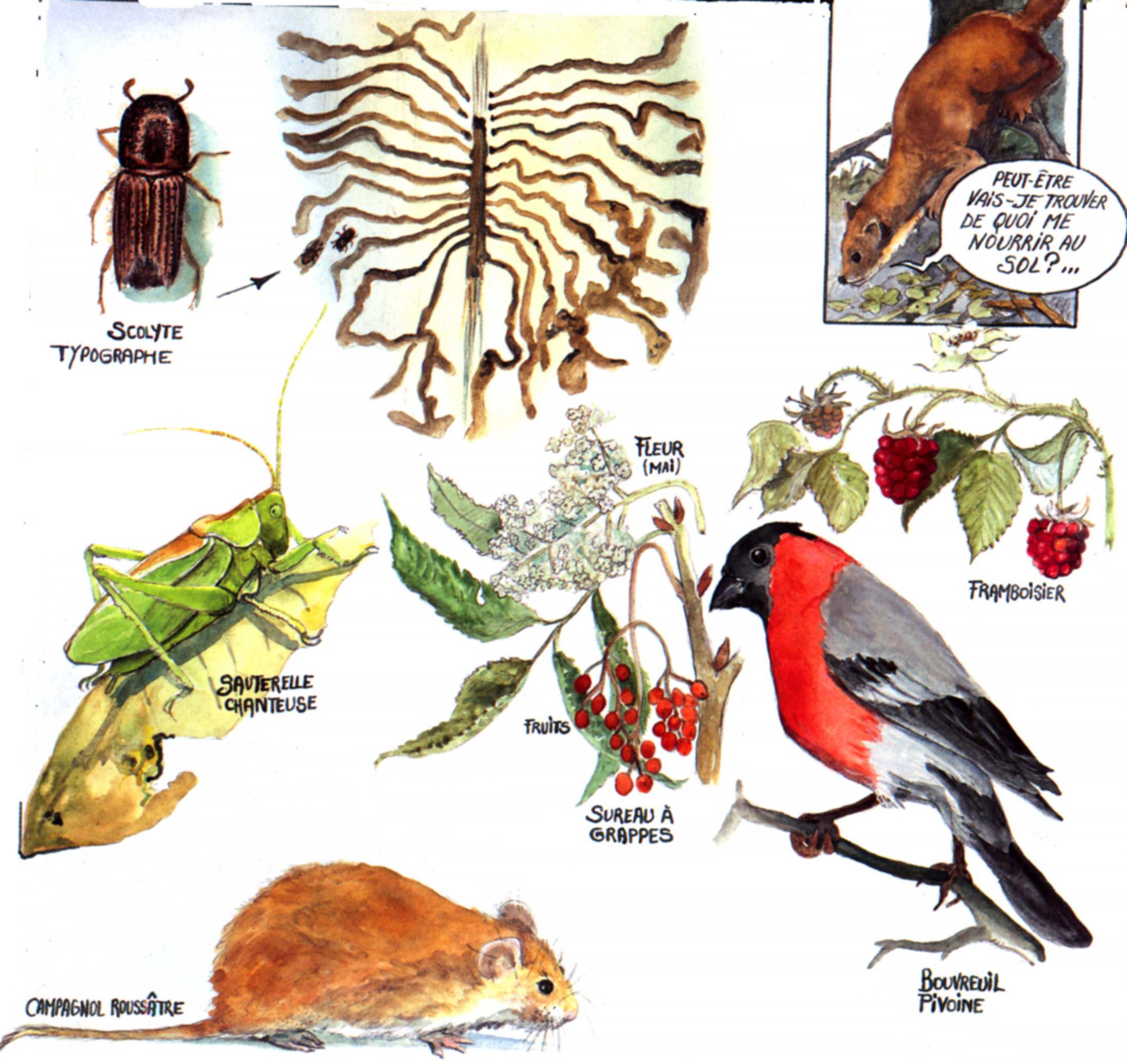 alimentation